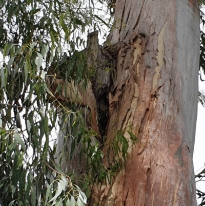 Apis mellifera (European honey bee) at ANU Banks Precinct - 3 Dec 2020 by SaulC