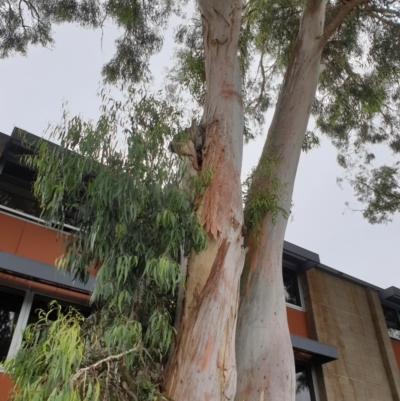 Apis mellifera (European honey bee) at ANU Banks Precinct - 3 Dec 2020 by SaulC