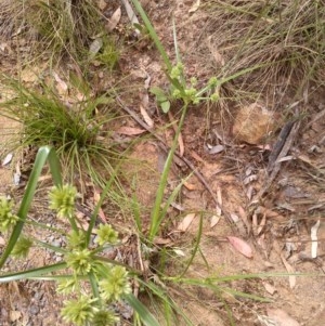 Cyperus eragrostis at Downer, ACT - 3 Dec 2020 11:32 AM