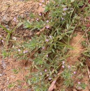 Lythrum hyssopifolia at Downer, ACT - 3 Dec 2020