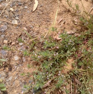 Lythrum hyssopifolia at Downer, ACT - 3 Dec 2020