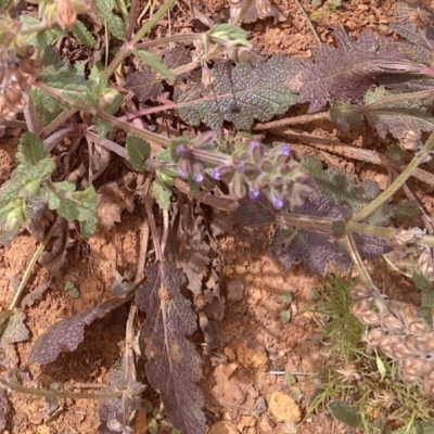 Salvia verbenaca var. verbenaca (Wild Sage) at Mount Majura - 3 Dec 2020 by abread111