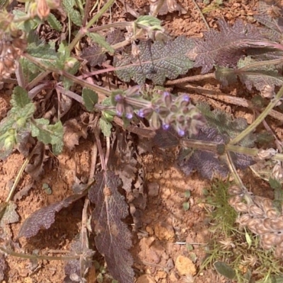 Salvia verbenaca var. verbenaca (Wild Sage) at Hackett, ACT - 3 Dec 2020 by abread111