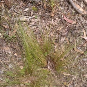 Nassella trichotoma at Downer, ACT - 3 Dec 2020