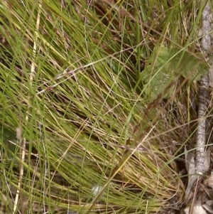 Nassella trichotoma at Downer, ACT - 3 Dec 2020