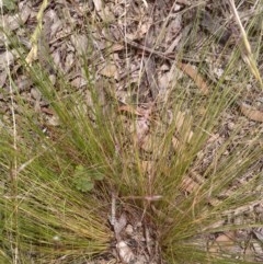 Nassella trichotoma at Downer, ACT - 3 Dec 2020