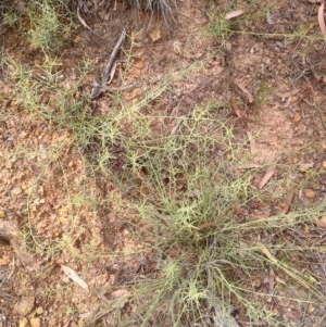 Daviesia genistifolia at Downer, ACT - 3 Dec 2020