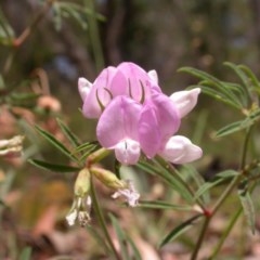 Lotus australis (Austral Trefoil) at Watson, ACT - 3 Dec 2020 by waltraud