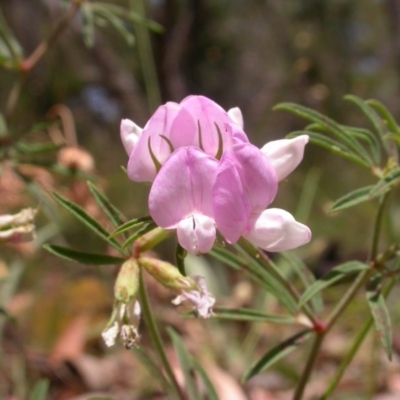 Lotus australis (Austral Trefoil) at Watson, ACT - 3 Dec 2020 by waltraud