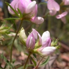 Lotus australis at Watson, ACT - 3 Dec 2020