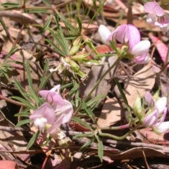 Lotus australis at Watson, ACT - 3 Dec 2020 01:24 PM