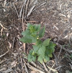 Urtica urens (Small Nettle) at Mount Majura - 3 Dec 2020 by abread111