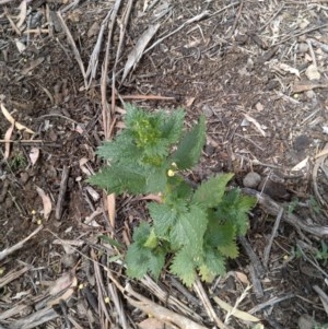 Urtica urens at Downer, ACT - 3 Dec 2020