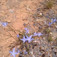 Wahlenbergia sp. (Bluebell) at Mount Majura - 3 Dec 2020 by abread111