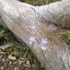 Wahlenbergia sp. (Bluebell) at Downer, ACT - 3 Dec 2020 by abread111