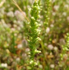 Microtis sp. (Onion Orchid) at Holt, ACT - 25 Nov 2020 by sangio7