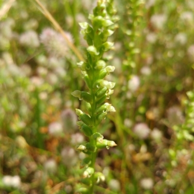 Microtis sp. (Onion Orchid) at The Pinnacle - 25 Nov 2020 by sangio7