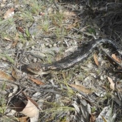 Tiliqua nigrolutea (Blotched Blue-tongue) at Namadgi National Park - 26 Nov 2020 by JBrickhill