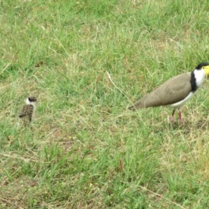 Vanellus miles at Symonston, ACT - 3 Dec 2020 01:27 PM