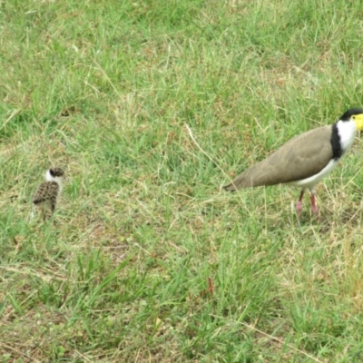 Vanellus miles (Masked Lapwing) at Symonston, ACT - 3 Dec 2020 by CallumBraeRuralProperty