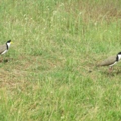 Vanellus miles at Symonston, ACT - 3 Dec 2020 01:27 PM