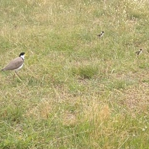 Vanellus miles at Symonston, ACT - 3 Dec 2020 01:27 PM