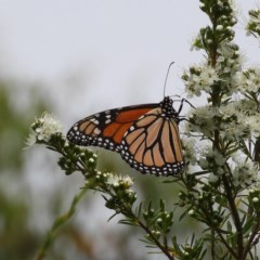 Danaus plexippus (Monarch) at Kambah, ACT - 3 Dec 2020 by MatthewFrawley