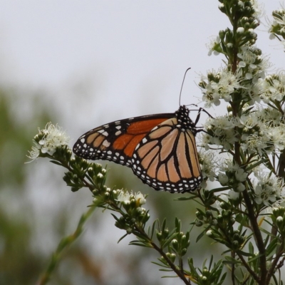 Danaus plexippus (Monarch) at Mount Taylor - 3 Dec 2020 by MatthewFrawley