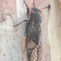 Psaltoda moerens (Redeye cicada) at O'Connor, ACT - 3 Dec 2020 by LD12