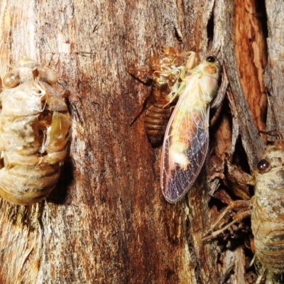 Yoyetta robertsonae (Clicking Ambertail) at Lions Youth Haven - Westwood Farm A.C.T. - 24 Nov 2020 by HelenCross