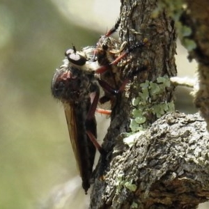 Neoaratus hercules at Acton, ACT - 2 Dec 2020 11:40 AM