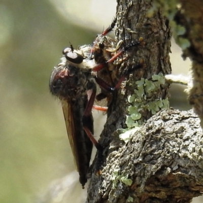 Neoaratus hercules (Herculean Robber Fly) at ANBG - 2 Dec 2020 by HelenCross