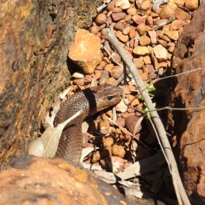 Pseudonaja textilis (Eastern Brown Snake) at ANBG - 2 Dec 2020 by HelenCross
