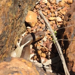 Pseudonaja textilis at Acton, ACT - 2 Dec 2020