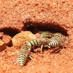 Bembix sp. (genus) (Unidentified Bembix sand wasp) at Acton, ACT - 2 Dec 2020 by HelenCross