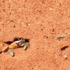 Bembix sp. (genus) at Acton, ACT - 2 Dec 2020