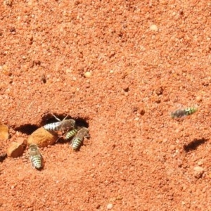 Bembix sp. (genus) at Acton, ACT - 2 Dec 2020