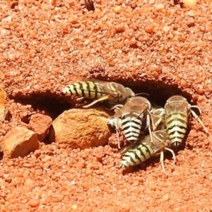 Bembix sp. (genus) at Acton, ACT - 2 Dec 2020