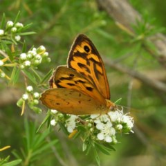 Heteronympha merope (Common Brown Butterfly) at Mount Taylor - 3 Dec 2020 by MatthewFrawley