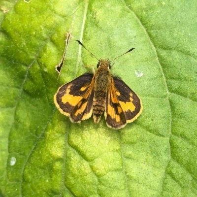 Ocybadistes walkeri (Green Grass-dart) at Cook, ACT - 3 Dec 2020 by JasonC