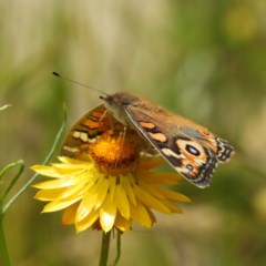 Junonia villida (Meadow Argus) at Mount Taylor - 3 Dec 2020 by MatthewFrawley