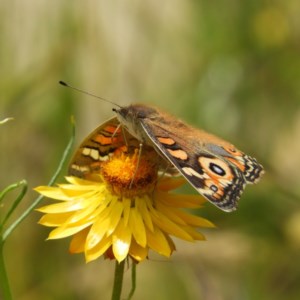 Junonia villida at Kambah, ACT - 3 Dec 2020