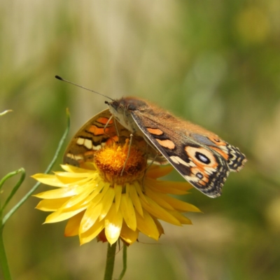 Junonia villida (Meadow Argus) at Kambah, ACT - 3 Dec 2020 by MatthewFrawley