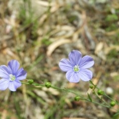 Linum marginale (Native Flax) at Kambah, ACT - 3 Dec 2020 by MatthewFrawley