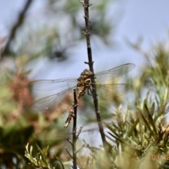 Adversaeschna brevistyla (Blue-spotted Hawker) at Weston, ACT - 2 Dec 2020 by AliceH