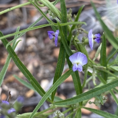 Glycine clandestina (Twining Glycine) at Hughes Grassy Woodland - 3 Dec 2020 by KL