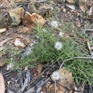 Glycine clandestina at Hughes, ACT - 3 Dec 2020