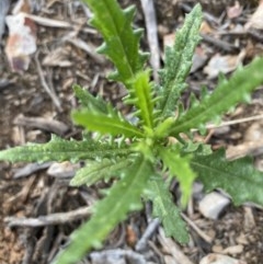 Senecio hispidulus (Hill Fireweed) at Hughes Grassy Woodland - 3 Dec 2020 by KL