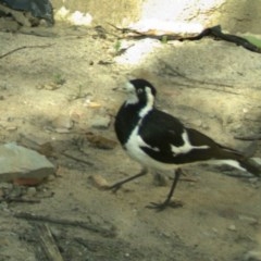 Grallina cyanoleuca (Magpie-lark) at Rugosa - 1 Dec 2020 by SenexRugosus