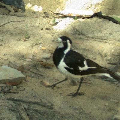 Grallina cyanoleuca (Magpie-lark) at Yass River, NSW - 2 Dec 2020 by SenexRugosus